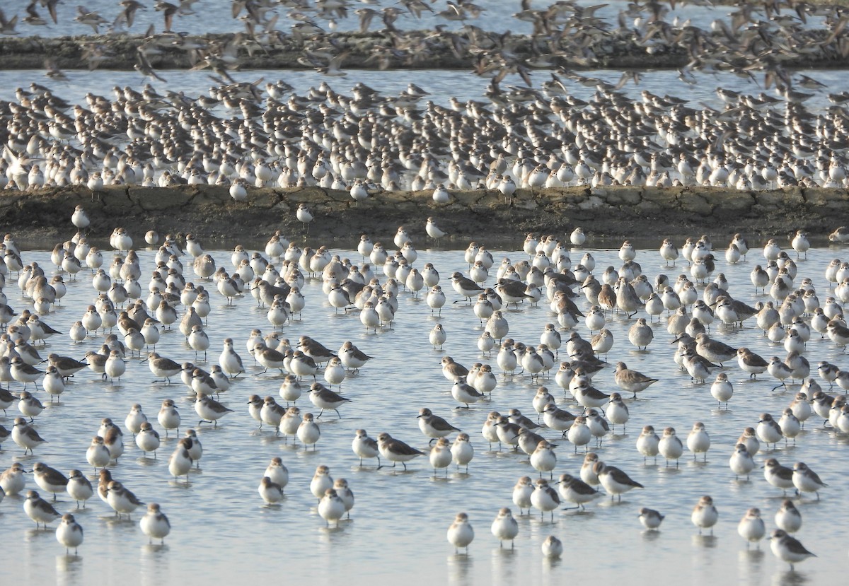 Tibet Cılıbıtı - ML647632027