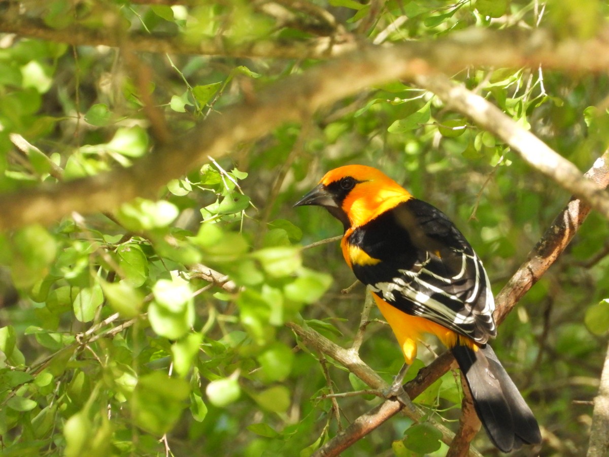 Altamira Oriole - ML647632066