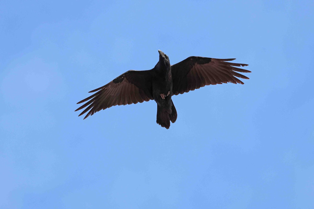 עורב שחור - ML647632103