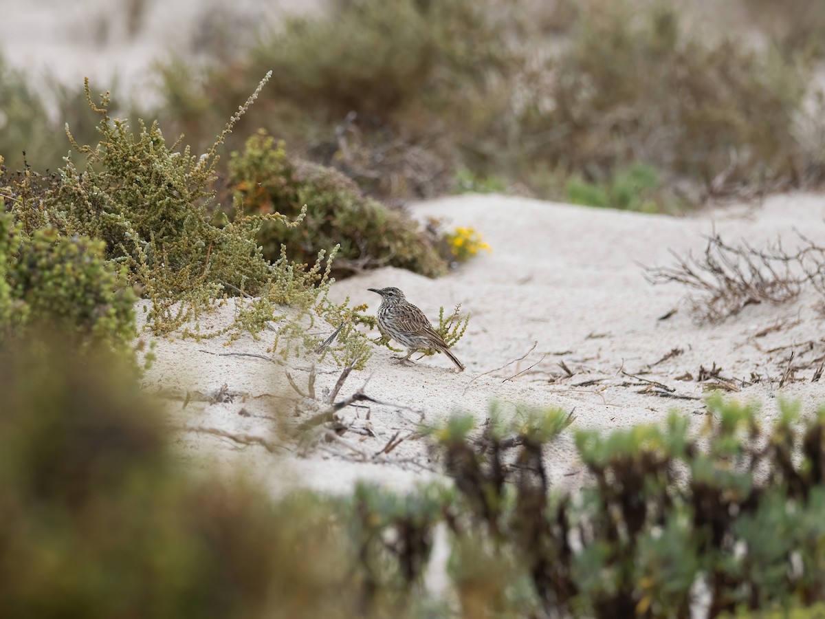 Cape Long-billed Lark (Cape) - ML647632129