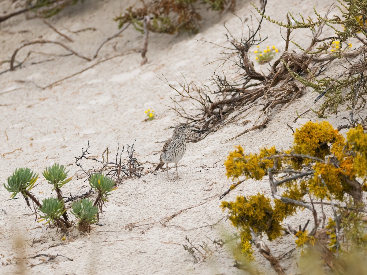 Cape Long-billed Lark (Cape) - ML647632131