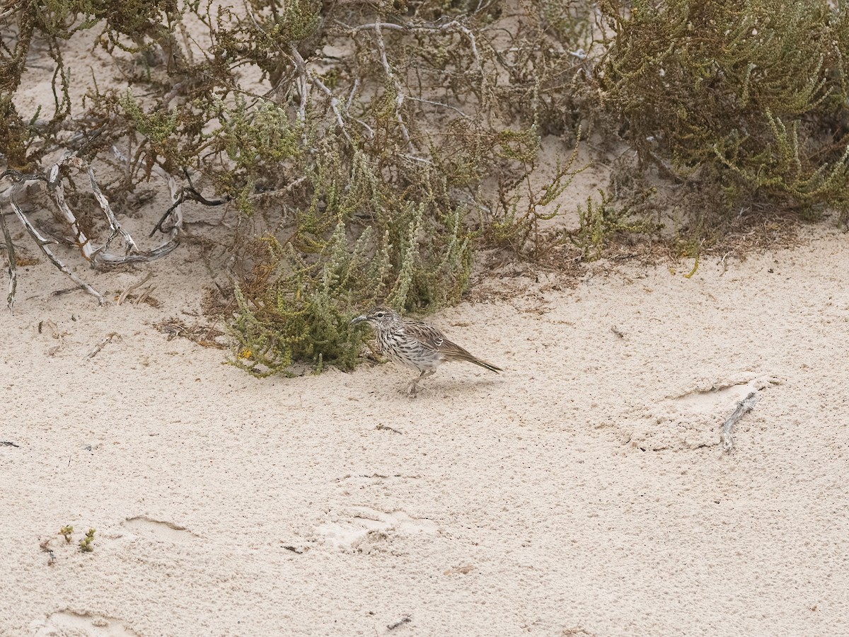 Cape Long-billed Lark (Cape) - ML647632132