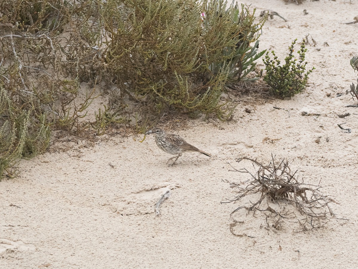 Cape Long-billed Lark (Cape) - ML647632133