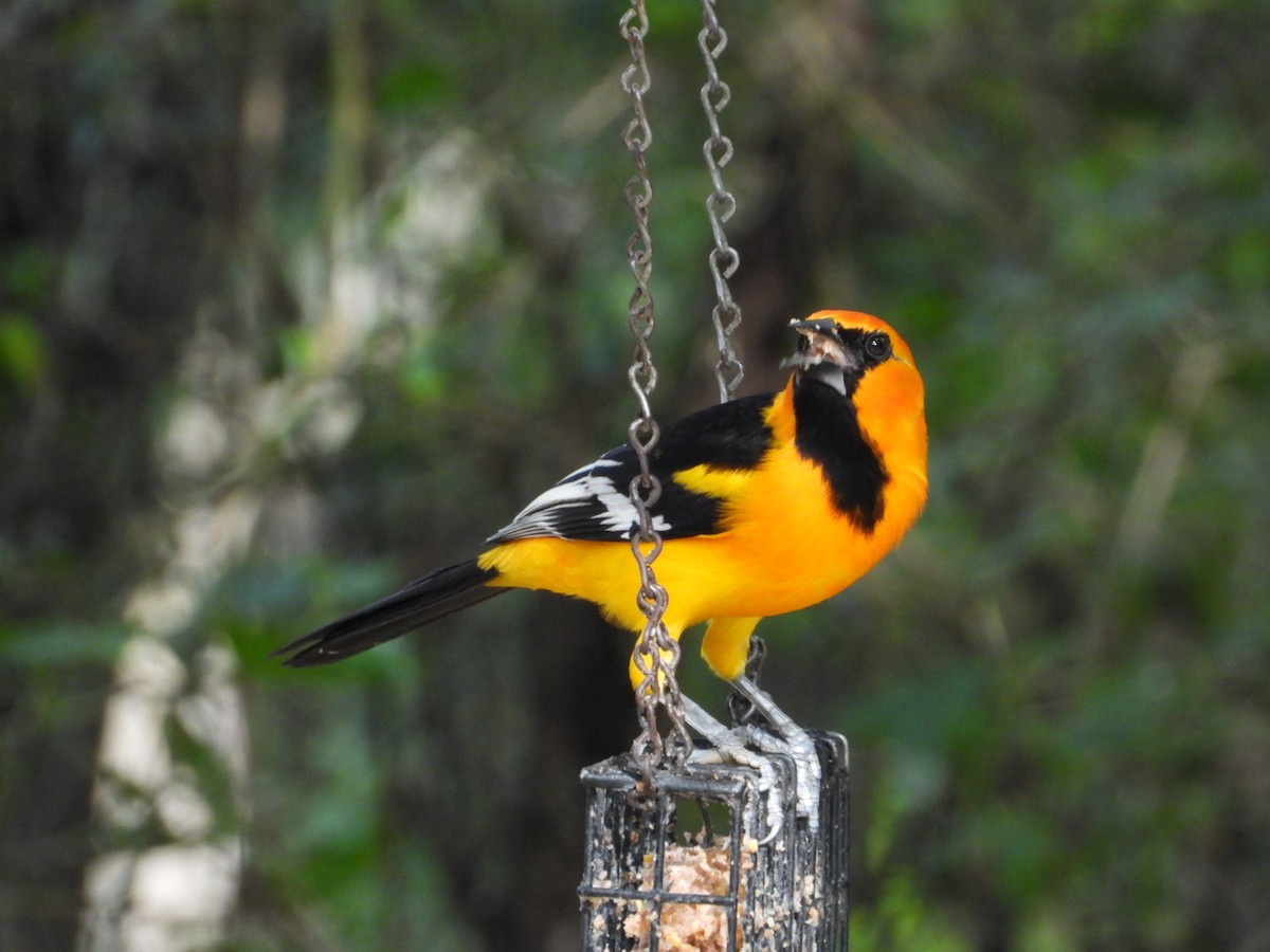 Altamira Oriole - ML647632146