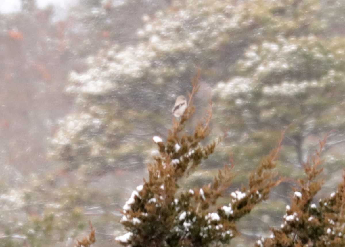 Antzandobi boreala - ML647632147