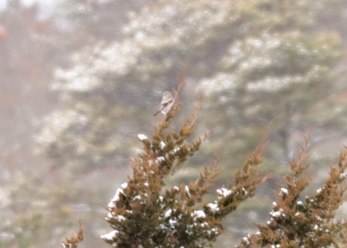 Antzandobi boreala - ML647632148