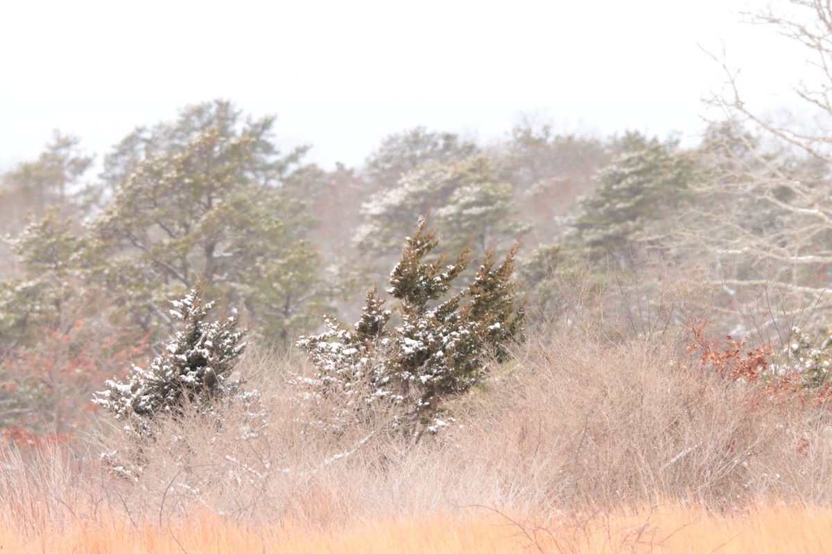 Antzandobi boreala - ML647632149