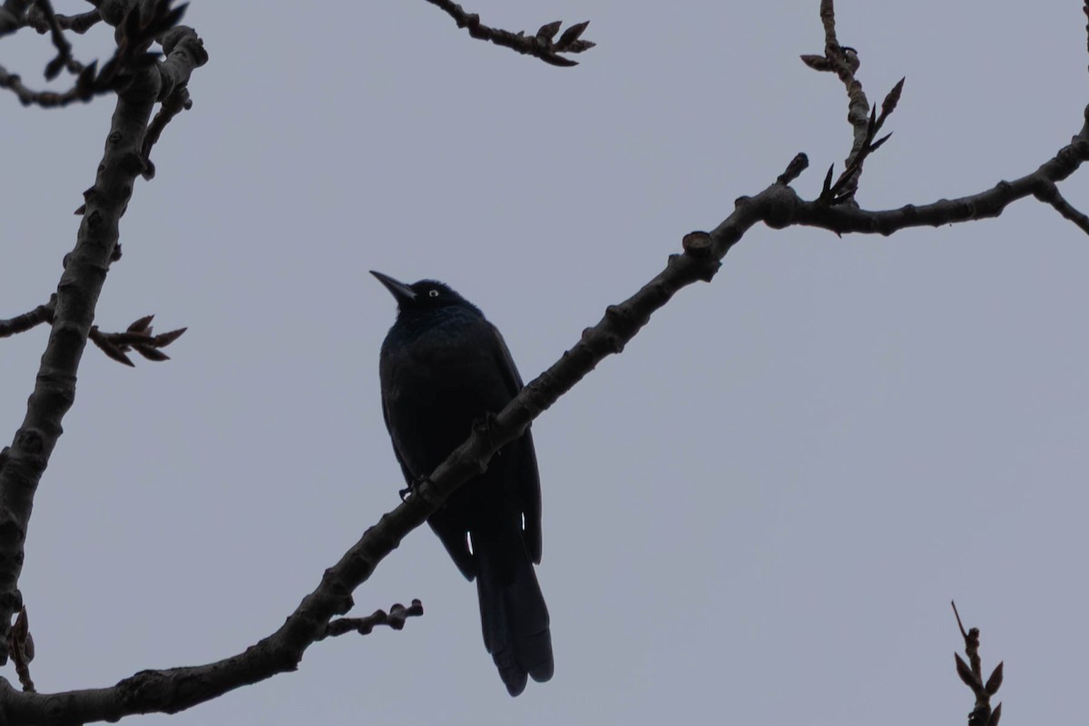 Purpurgrackel - ML647632157