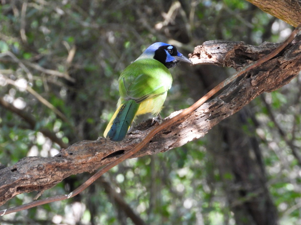 Green Jay - ML647632200