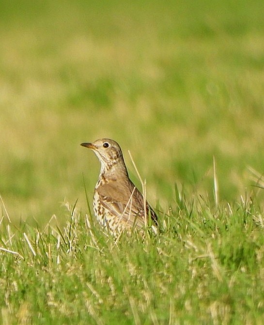 Grive draine - ML647632214