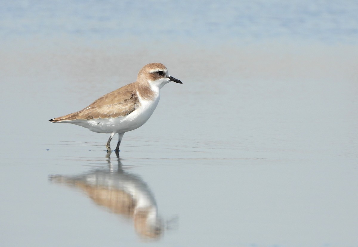 Tibet Cılıbıtı - ML647632228
