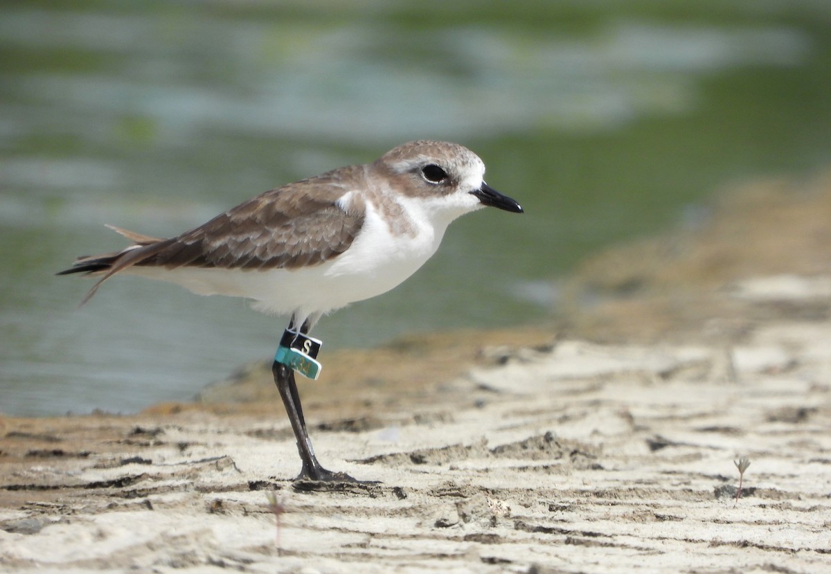 Tibet Cılıbıtı - ML647632229