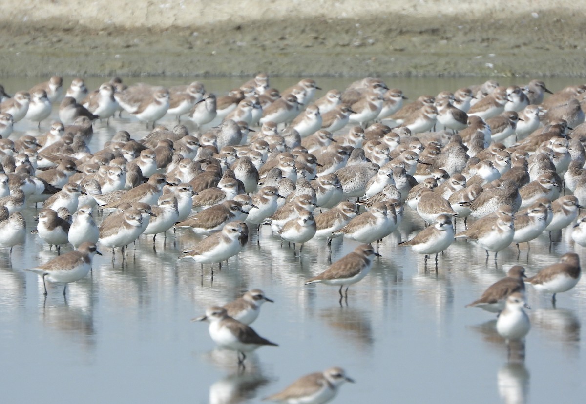 Tibet Cılıbıtı - ML647632230