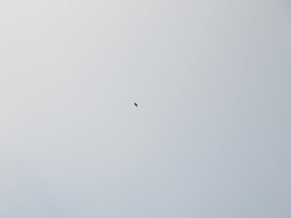 Buteo sp. - ML647632232