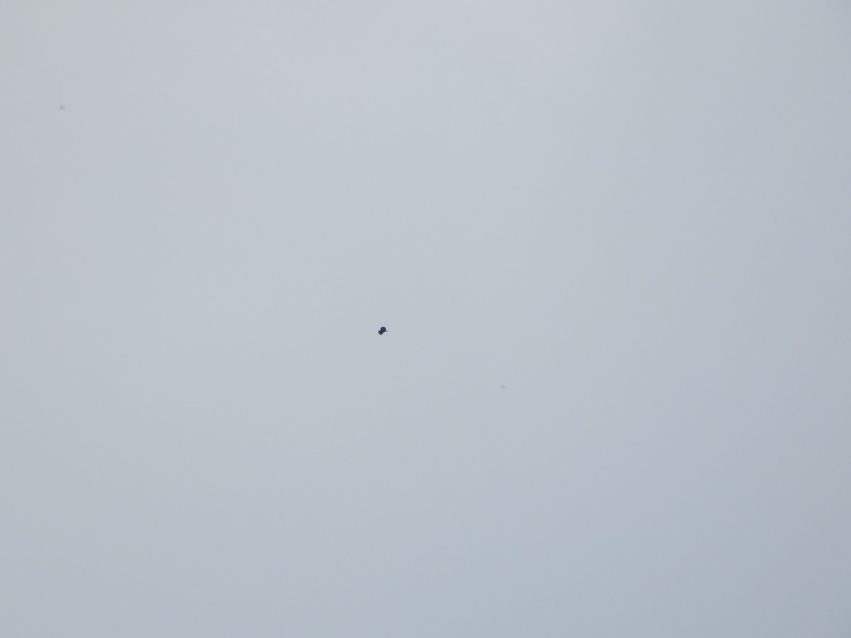 Buteo sp. - ML647632233