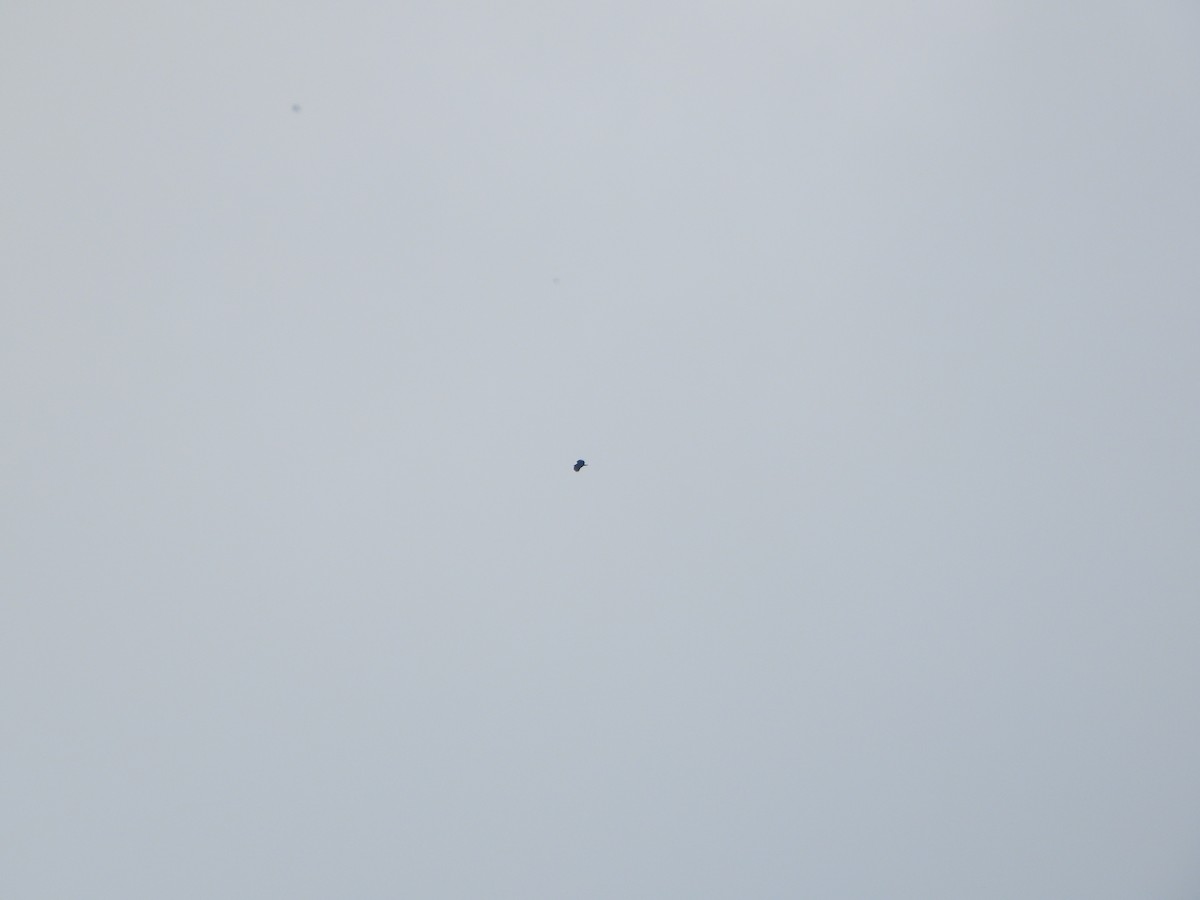 Buteo sp. - ML647632234