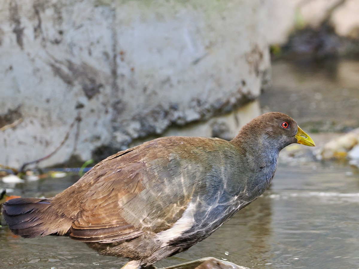 Tasmanian Nativehen - ML647632245