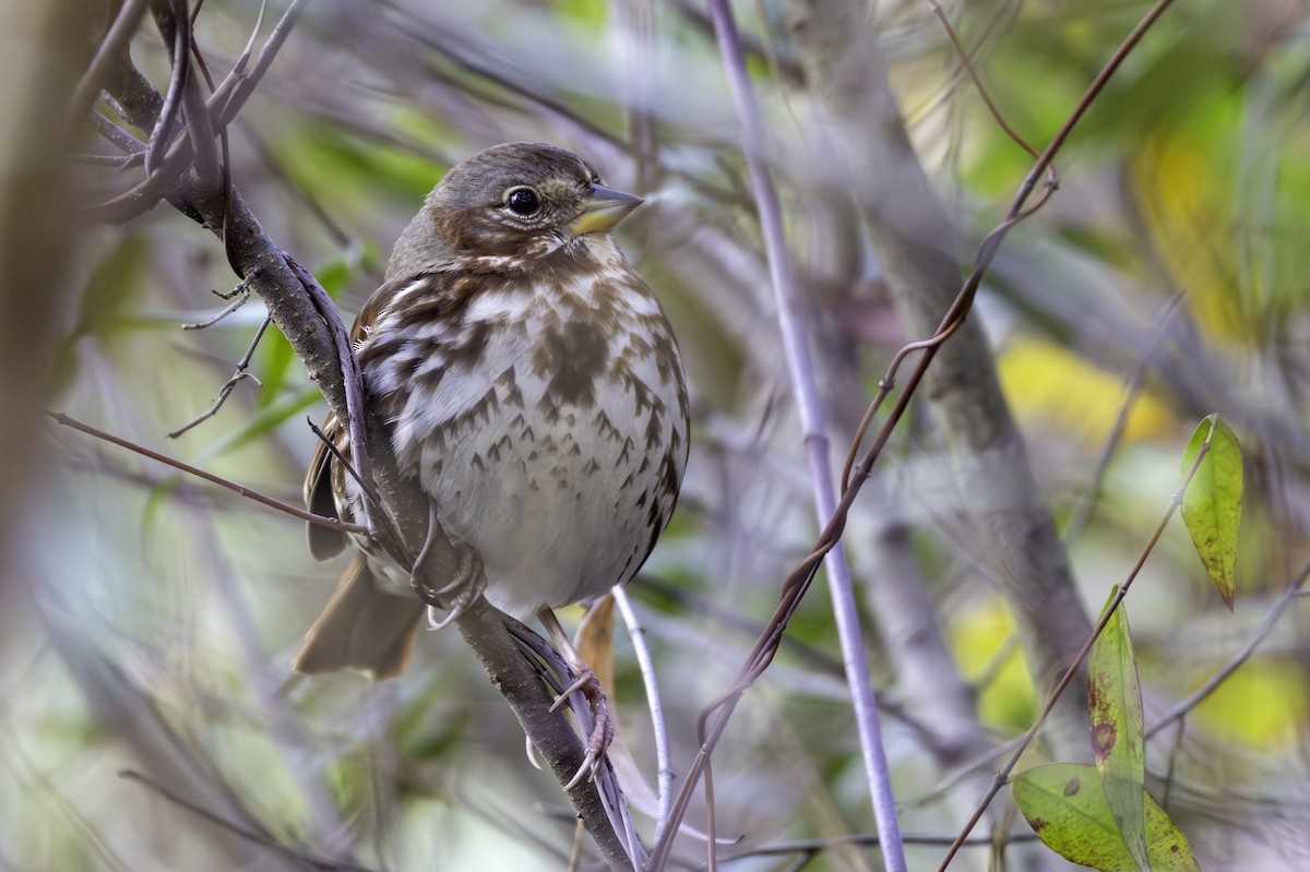 Fox Sparrow - ML647632249
