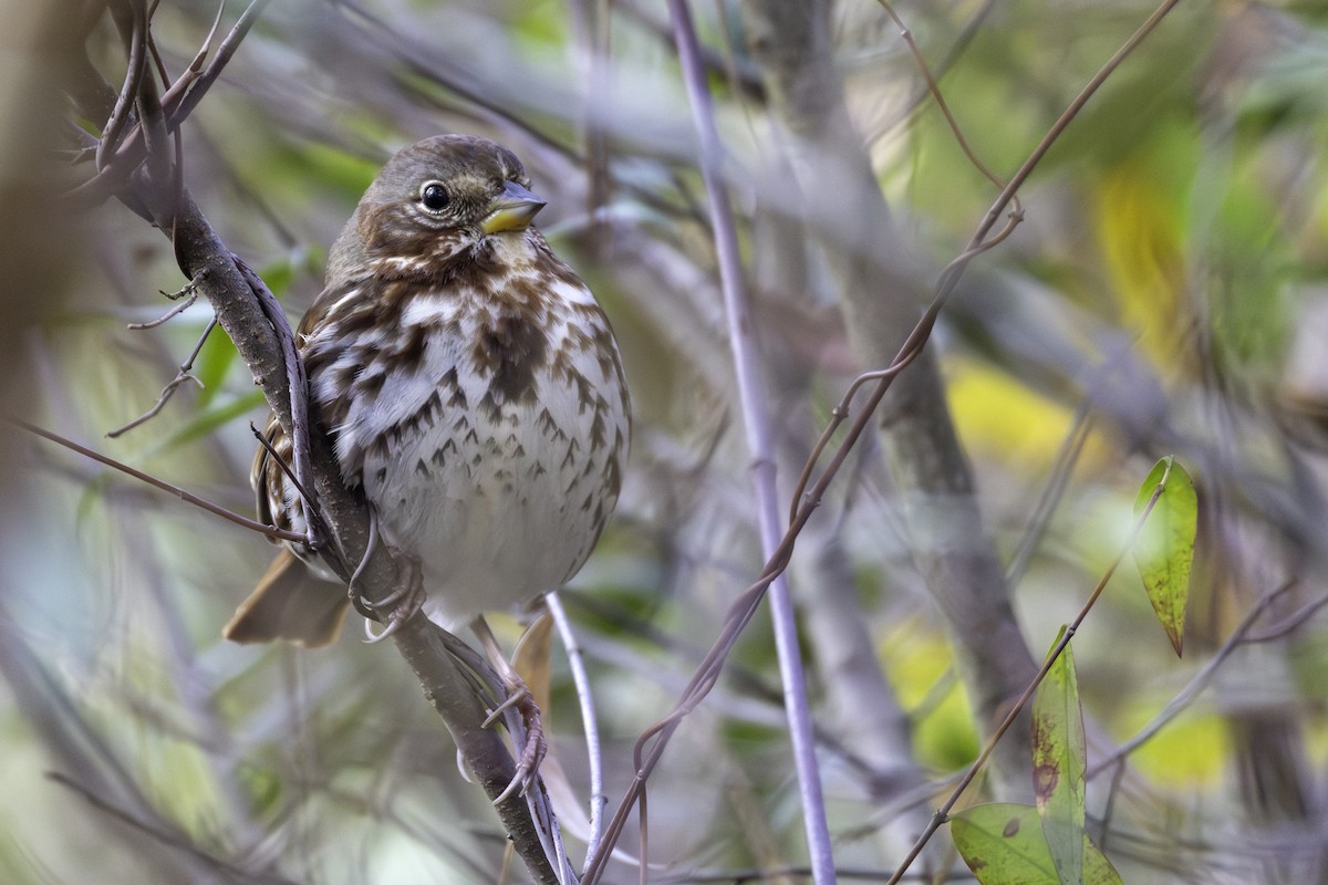 Fox Sparrow - ML647632250