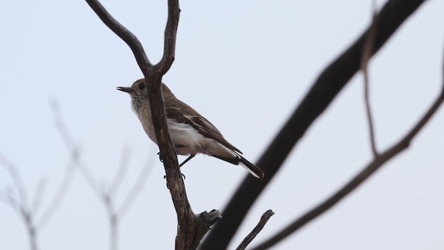 Petroica Frentirroja - ML647632287