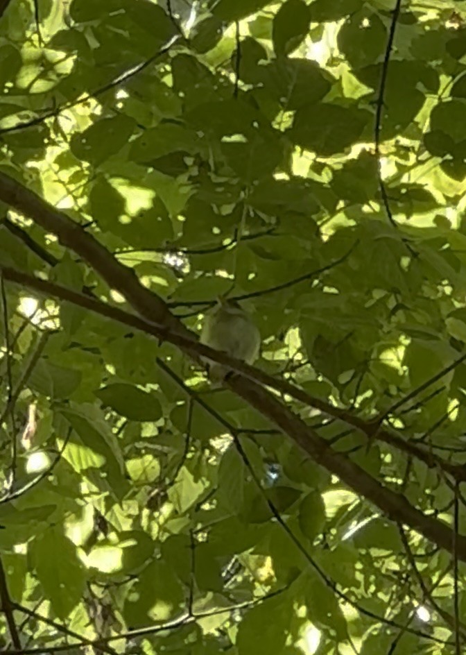 Acadian Flycatcher - ML647632300