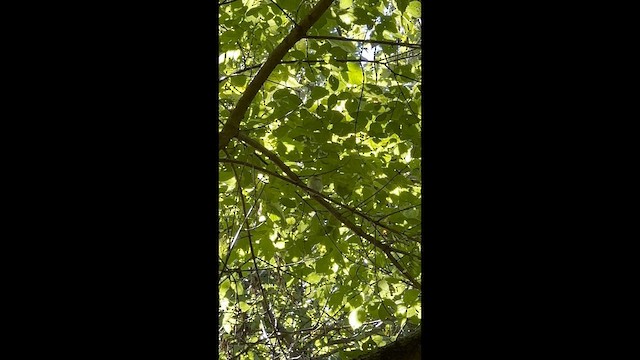 Acadian Flycatcher - ML647632301