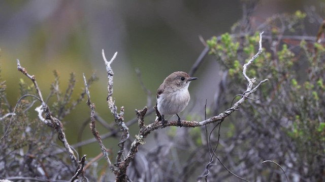 アカビタイサンショクヒタキ - ML647632319