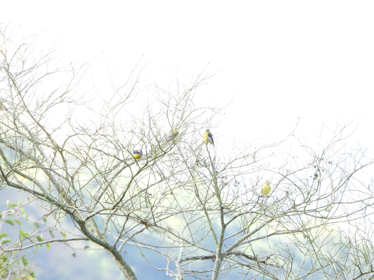 Sucrier à ventre jaune - ML647632320