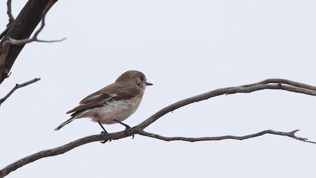 Red-capped Robin - ML647632321