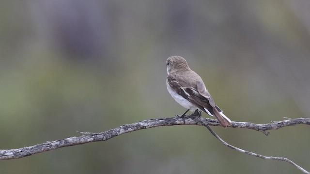 Red-capped Robin - ML647632323