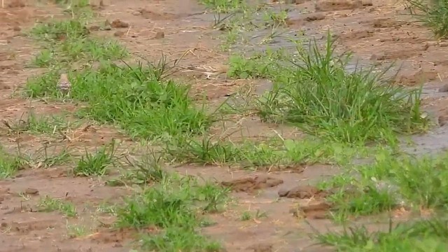 Pale Rockfinch - ML647632371