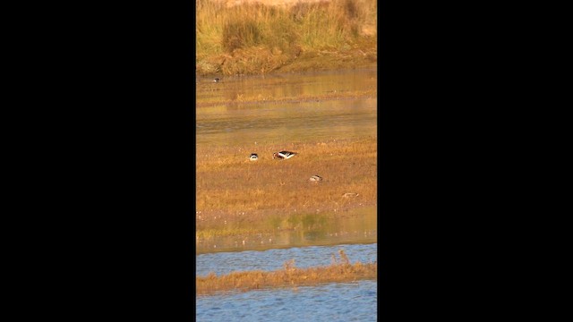 Red-breasted Goose - ML647632388