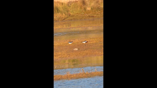 Red-breasted Goose - ML647632420
