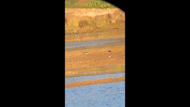 Red-breasted Goose - ML647632459