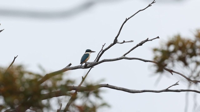 Alción Sagrado (Australasia) - ML647632464