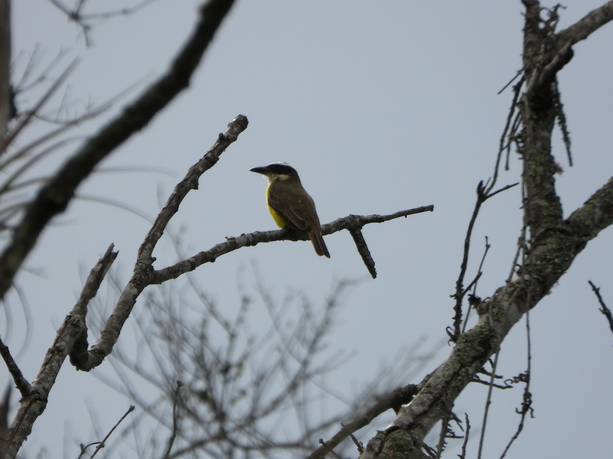 Boat-billed Flycatcher - ML647632504