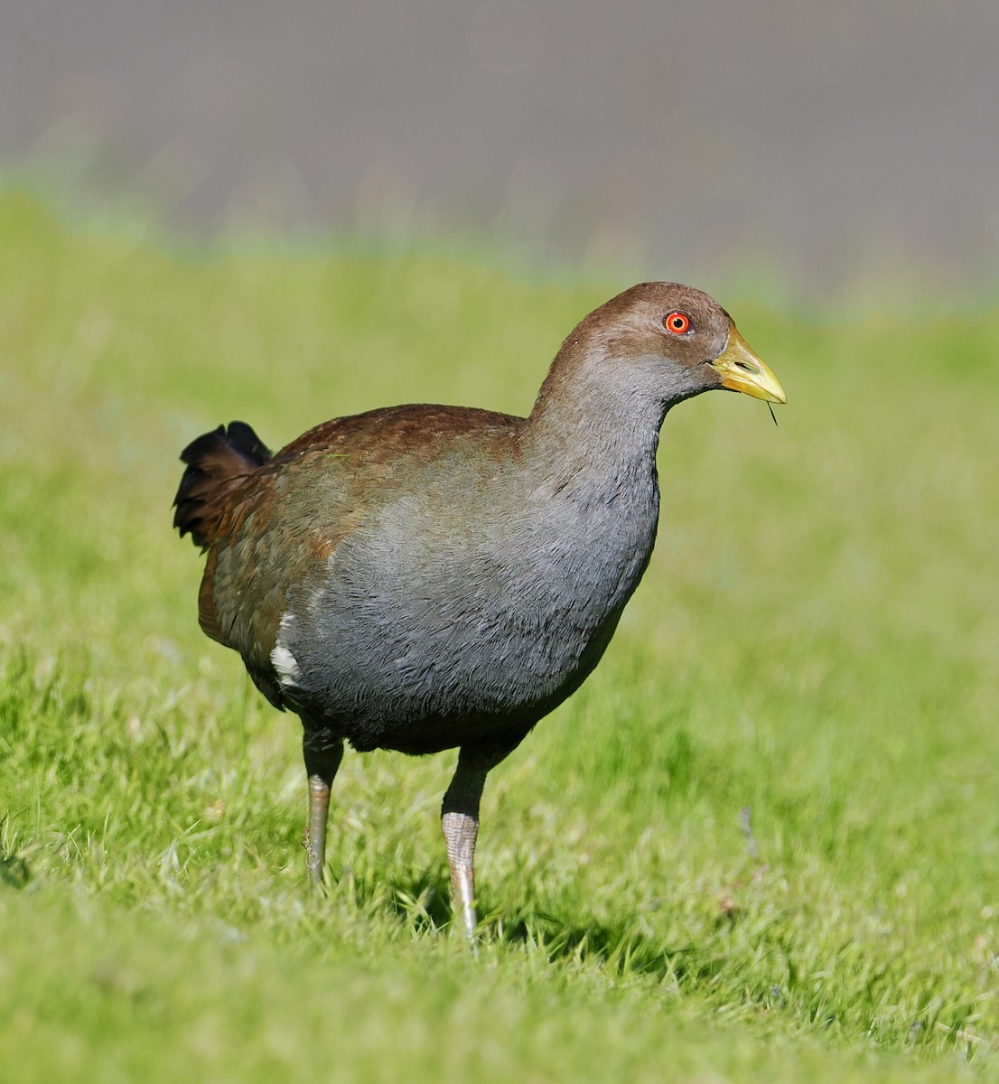 Tasmanian Nativehen - ML647632541