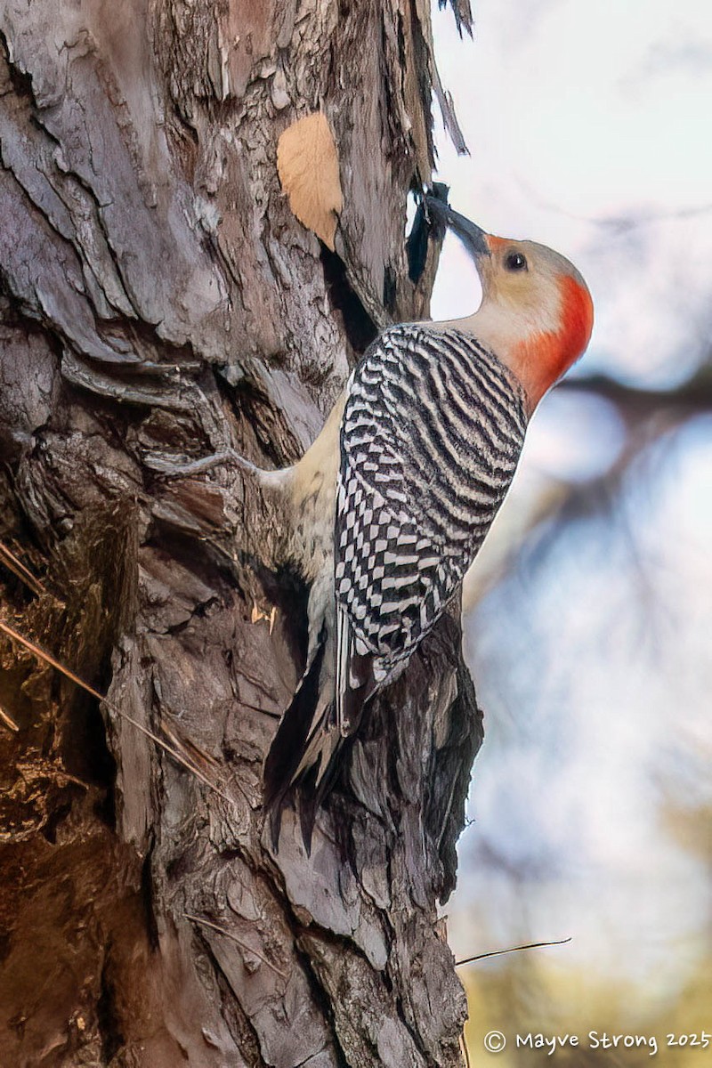 Carolinaspecht - ML647632542