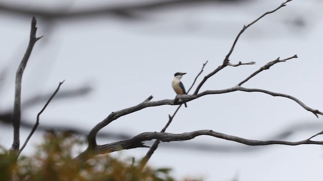 Alción Sagrado (Australasia) - ML647632547