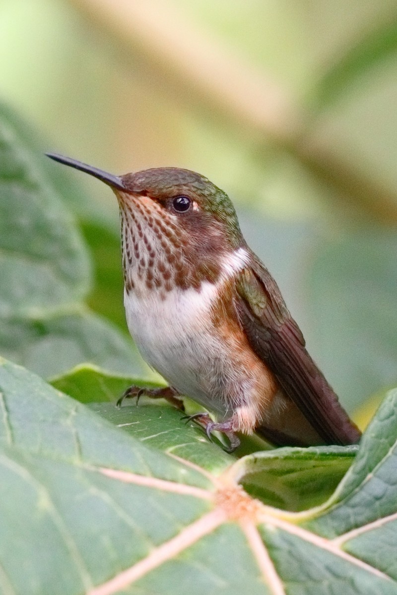 Volcano Hummingbird - ML647632550