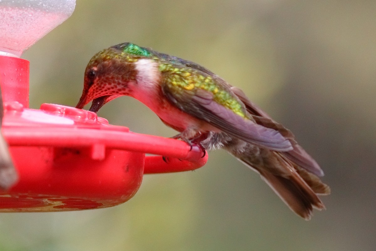 Volcano Hummingbird - ML647632551