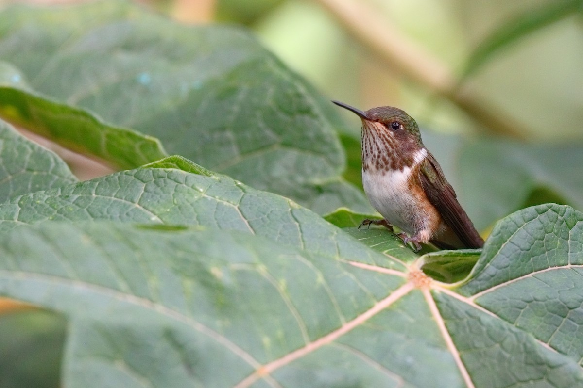 Volcano Hummingbird - ML647632552