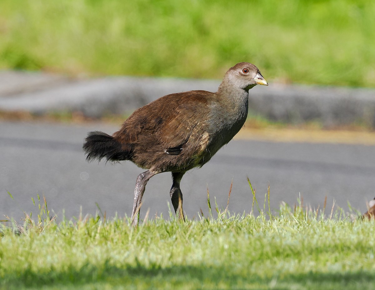 Tasmanian Nativehen - ML647632578