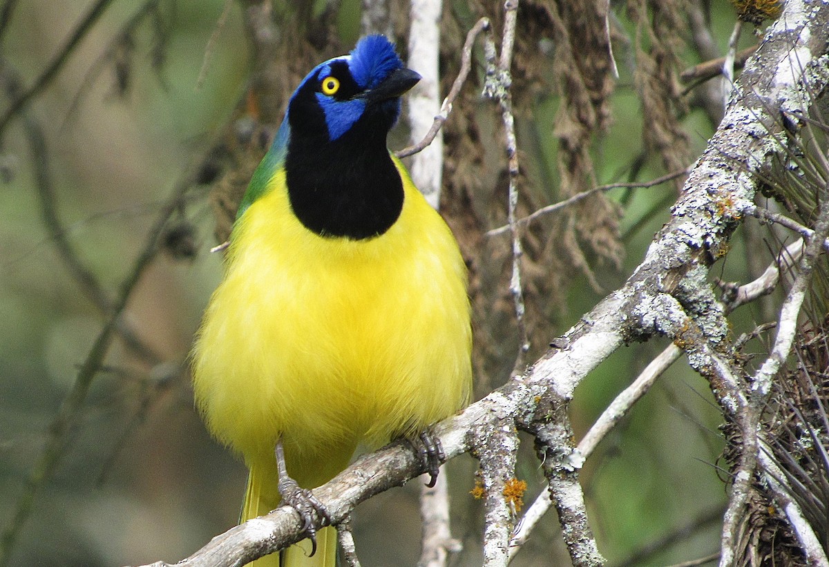 Green Jay - ML647632580