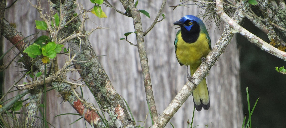 Green Jay - ML647632581