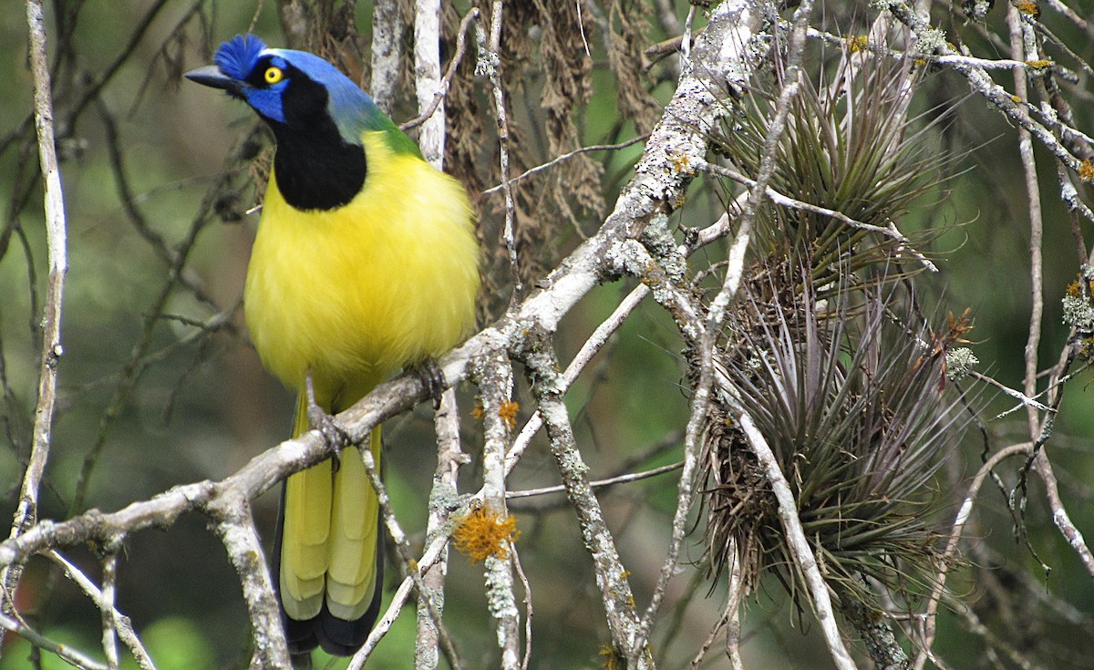 Green Jay - ML647632584