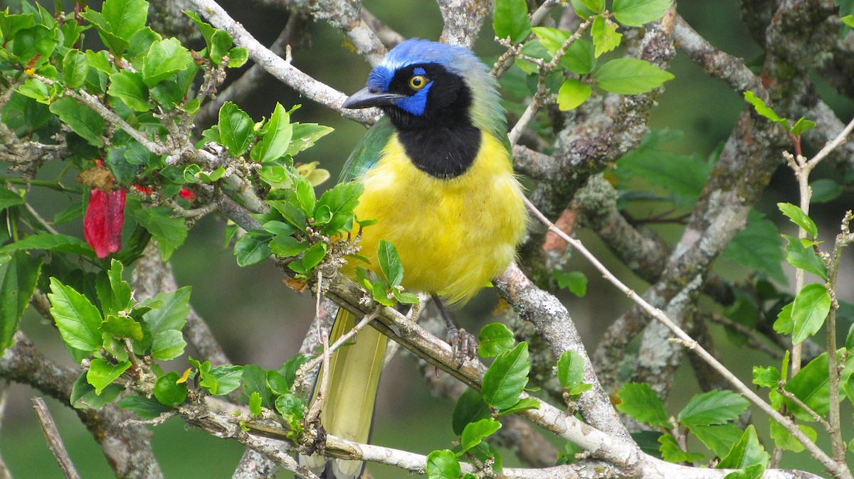 Green Jay - ML647632585