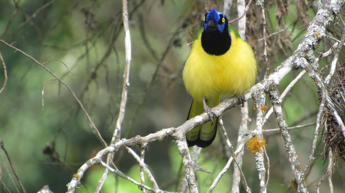 Green Jay - ML647632586