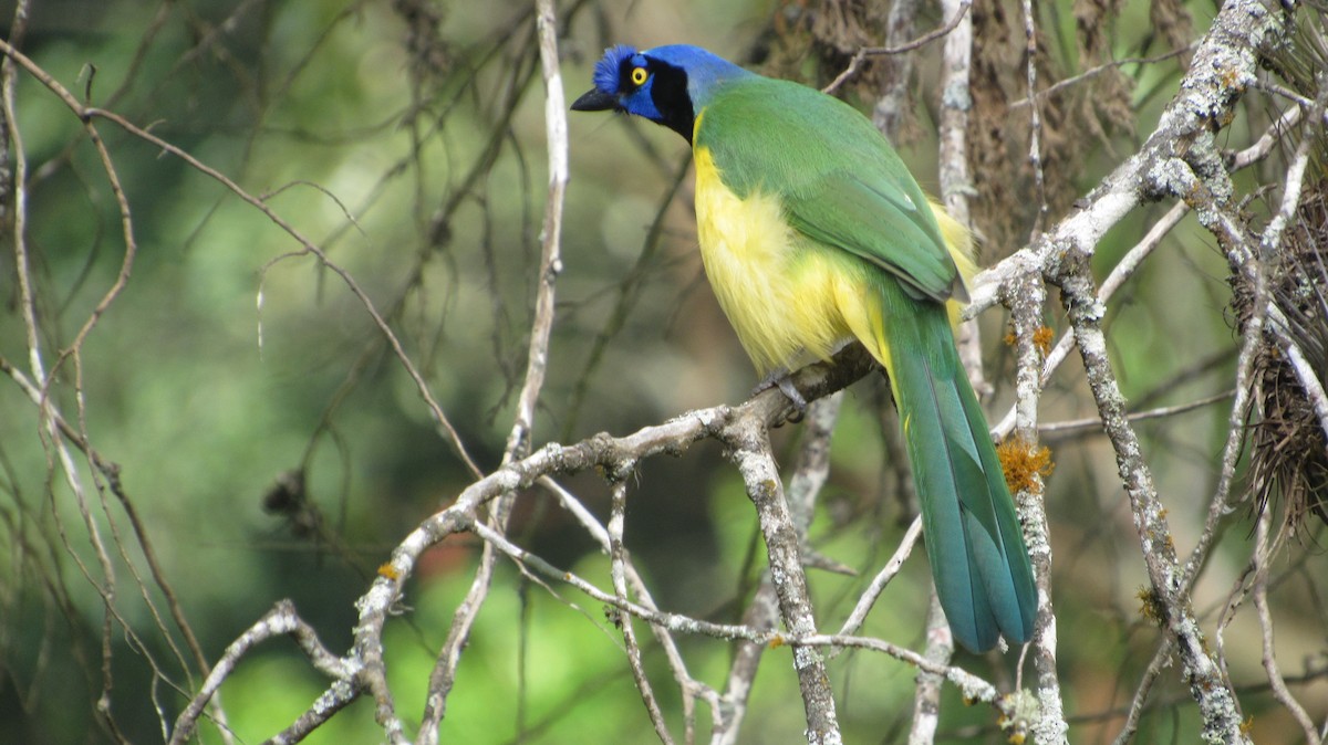 Green Jay - ML647632587