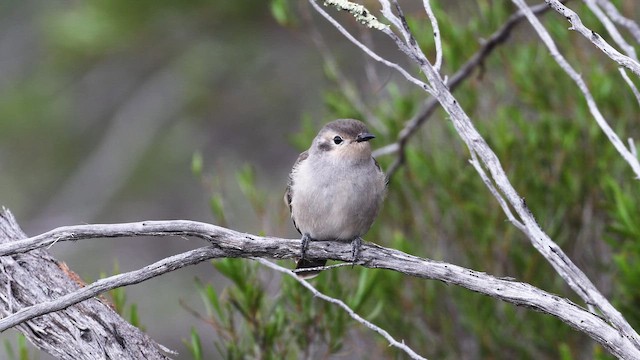 Cuclillo Orejinegro - ML647632588